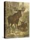 Small Moose-Friedrich Specht-Stretched Canvas