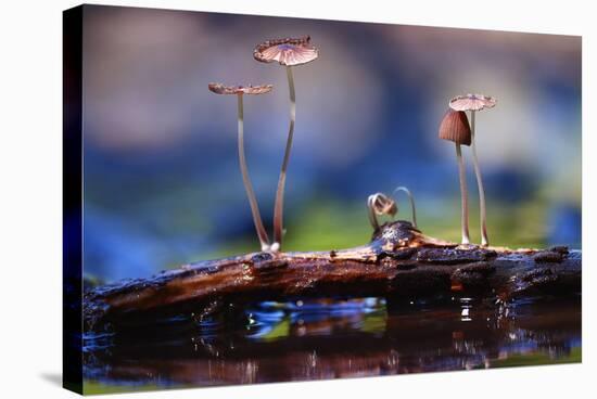 Small Mushrooms Toadstools Macro Poisonous-Kichigin-Premier Image Canvas