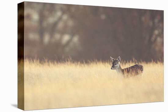 Small One-Mark Bridger-Stretched Canvas