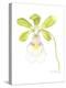 Small Orchid Beauty I-Jennifer Goldberger-Stretched Canvas