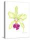 Small Orchid Beauty III-Jennifer Goldberger-Stretched Canvas