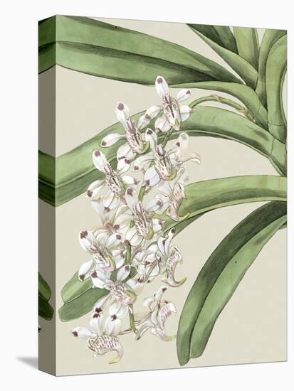 Small Orchid Blooms I-Vision Studio-Stretched Canvas