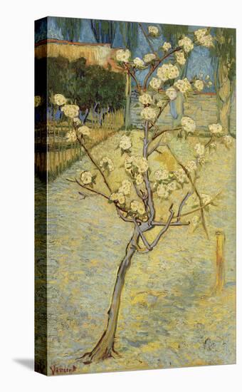 Small Pear Tree in Blossom, 1888-Vincent van Gogh-Stretched Canvas