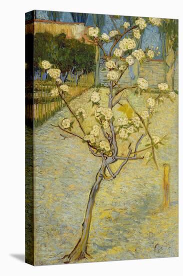 Small Pear Tree in Blossom, 1888-Vincent van Gogh-Premier Image Canvas