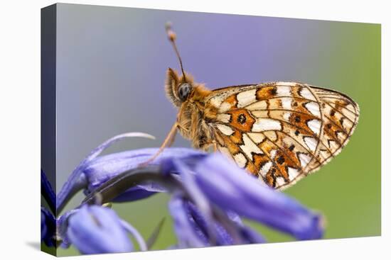 Small pearl-bordered fritillary, Boscastle, North Cornwall, UK-Ross Hoddinott-Premier Image Canvas