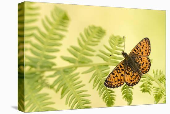 Small pearl-bordered fritillary butterfly, North Devon, UK-Ross Hoddinott-Premier Image Canvas