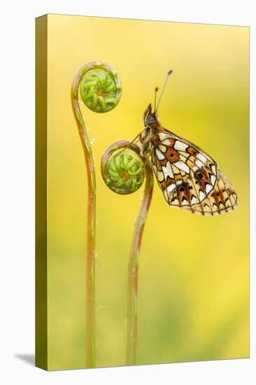 Small pearl-bordered fritillary butterfly on Hard fern, UK-Ross Hoddinott-Premier Image Canvas