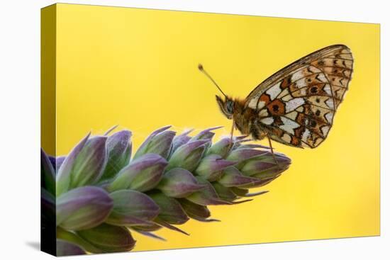 Small pearl-bordered fritillary butterfly on tip of Foxglove-Ross Hoddinott-Premier Image Canvas