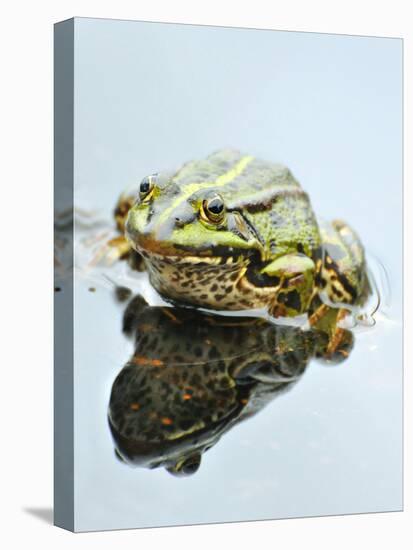 Small Pool Frog, Water, Mirroring, Frontal-Harald Kroiss-Premier Image Canvas