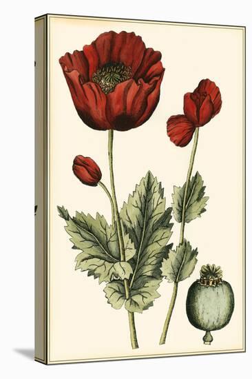Small Poppy Blooms I-Elizabeth Blackwell-Stretched Canvas