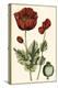Small Poppy Blooms I-Elizabeth Blackwell-Stretched Canvas