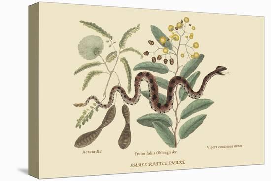 Small Rattlesnake-Mark Catesby-Stretched Canvas