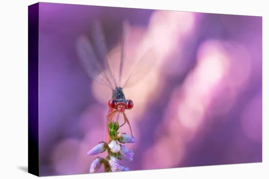 Small red damselfly resting on Heather, The Netherlands-Edwin Giesbers-Premier Image Canvas