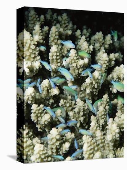 Small Reef Fish in Coral, off Sharm El-Sheikh, Sinai, Red Sea, Egypt, North Africa, Africa-Upperhall Ltd-Premier Image Canvas