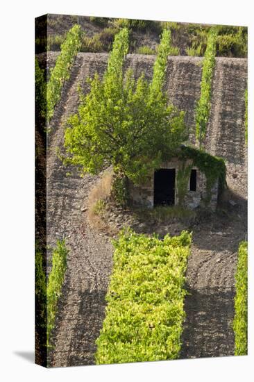 Small Rock Shed in the Vineyards in the Rolling Hills of Tuscany-Terry Eggers-Premier Image Canvas