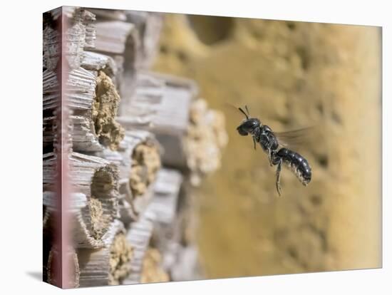 Small scissor bee in flight, Hertfordshire, England-Andy Sands-Premier Image Canvas