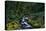 Small Stream Lined with Mossy Rocks in the Olympic National Park-Paul Souders-Premier Image Canvas