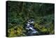 Small Stream Lined with Mossy Rocks in the Olympic National Park-Paul Souders-Premier Image Canvas