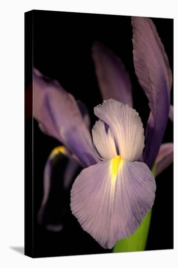 Small Sweet Iris II-Renee W. Stramel-Stretched Canvas