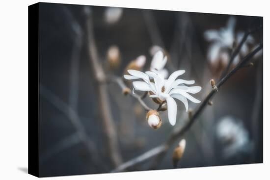 Small things-Philippe Sainte-Laudy-Premier Image Canvas