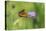 Small tortoiseshell butterfly in flight, Bavaria, Germany-Konrad Wothe-Premier Image Canvas