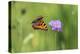 Small tortoiseshell butterfly in flight, Bavaria, Germany-Konrad Wothe-Premier Image Canvas