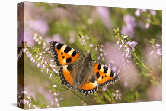 Small tortoiseshell butterfly, Westhay, Somerset Levels, UK-Ross Hoddinott-Premier Image Canvas
