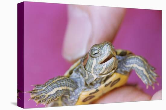 Small Turtle-William P. Gottlieb-Premier Image Canvas