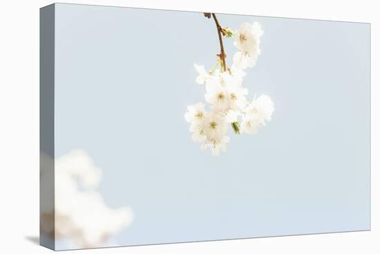 Small White Ornamental Cherry Tree Blossoms in Full Splendour on a Branch-Petra Daisenberger-Premier Image Canvas