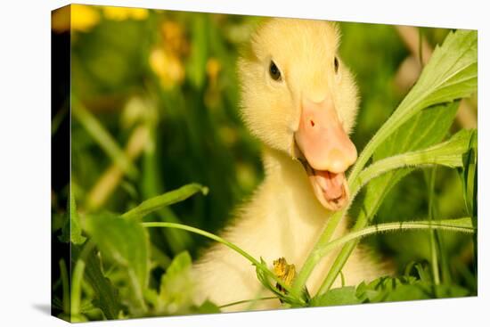 Small Yellow Duckling Outdoor On Green Grass-goinyk-Premier Image Canvas