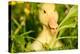 Small Yellow Duckling Outdoor On Green Grass-goinyk-Premier Image Canvas