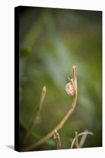 Smaller Banded Snail Cepaea Hortensis on Halm-Niki Haselwanter-Premier Image Canvas