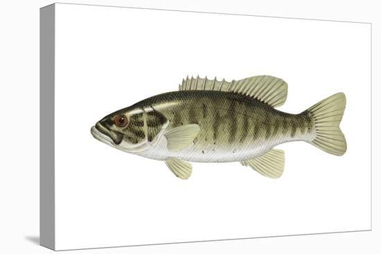 Smallmouth Bass (Micropterus Dolomieui), Fishes-Encyclopaedia Britannica-Stretched Canvas