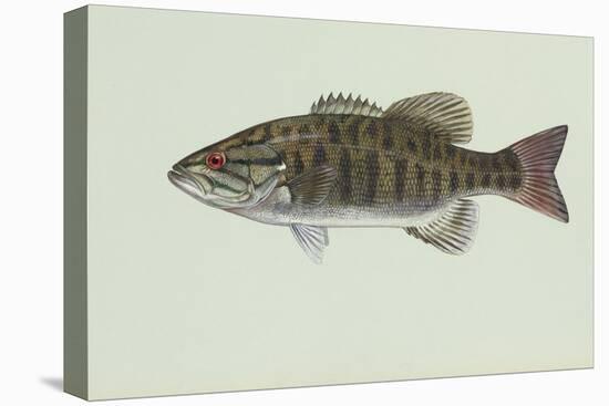 Smallmouth Bass-null-Premier Image Canvas