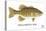 Smallmouth Bass-Mark Frost-Premier Image Canvas