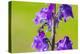 Smeathman's furrow bee visiting Purple Toadflax, UK-Phil Savoie-Premier Image Canvas