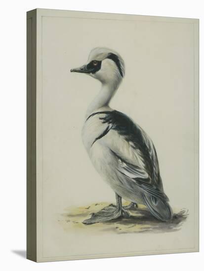 Smew, Illustration from 'A History of British Birds' by William Yarrell, c.1905-10-Edward Adrian Wilson-Premier Image Canvas