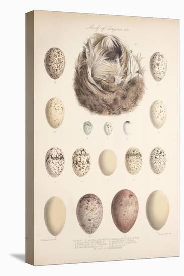 Smimthsonian Libraries: Nest of Acrulocephalus Familiaris-null-Stretched Canvas