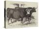 Smithfield Club Cattle-Show-Harrison William Weir-Premier Image Canvas