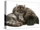 Smoke Exotic Kitten Curled up with Sleeping Brindle English Mastiff Puppy-Jane Burton-Premier Image Canvas