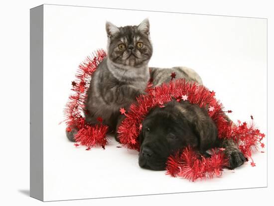 Smoke Exotic Kitten with Brindle English Mastiff Puppy Wrapped with Christmas Tinsel-Jane Burton-Premier Image Canvas