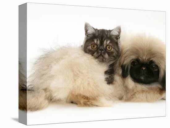 Smoke Exotic Kitten with Pekingese Puppy-Jane Burton-Premier Image Canvas