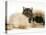 Smoke Exotic Kitten with Pekingese Puppy-Jane Burton-Premier Image Canvas