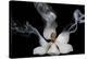 Smoking Magnolia-Lori Hutchison-Premier Image Canvas