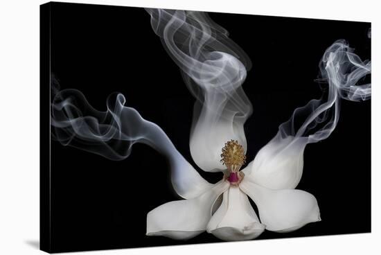 Smoking Magnolia-Lori Hutchison-Stretched Canvas