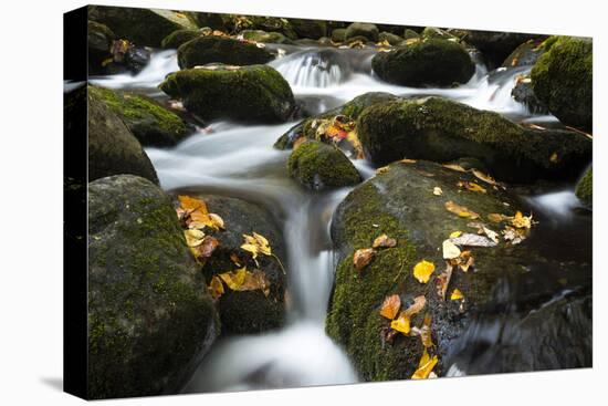 Smoky Mountain National Park, Tennessee: a Small Stream Flowing in Roaring Forks-Brad Beck-Premier Image Canvas