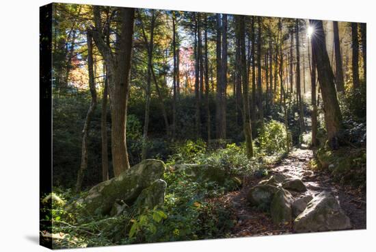 Smoky Mountain National Park, Tennessee: the Sun Shines Through the Forest Near Clingman's Dome-Brad Beck-Premier Image Canvas