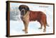 Smooth Coated Saint Bernard-null-Stretched Canvas