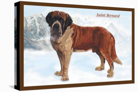 Smooth Coated Saint Bernard-null-Stretched Canvas