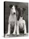 Smooth Fox Terriers-Thomas Fall-Premier Image Canvas